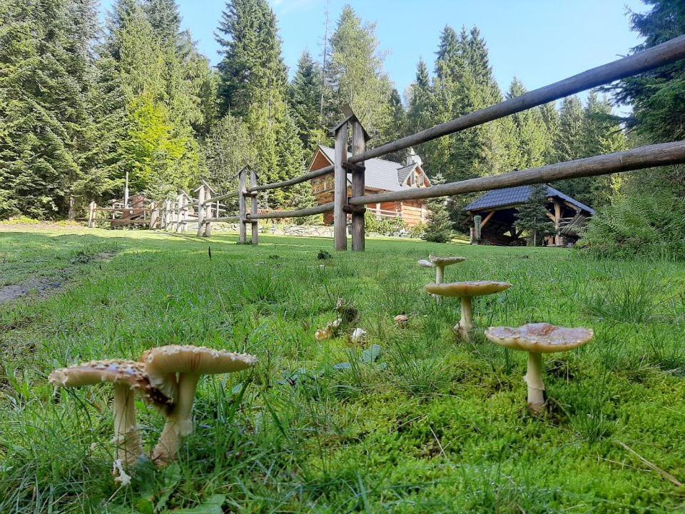 Chalet Lesna Bacowka *